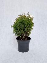 Spygliuotis, tuja vakarinė "Hoseri", vazonėlio skersmuo 19 cm.