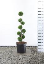 Spygliuotis, tuja vakarinė "Smaragd" (Pom Pom), aukštis 80-100 cm., vazonas 20 l.
