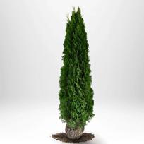 Spygliuotis, tuja vakarinė "Smaragd", aukštis 200-220 cm., kelta iš grunto