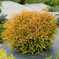 Tuja GOLDEN TUFFET, 20 - 30 cm, ø19 cm