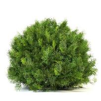 Tuja DANICA, 20 - 30 cm, ø19 cm