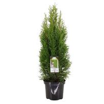 Tuja SMARAGD, 80 - 100 cm, ø19 cm