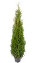 Tuja SMARAGD, 140 - 160 cm, ø31 cm