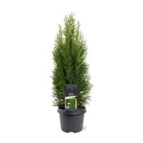 Lauko augalas tuja, auginta vazone, Ø 23, 100 - 120 cm, lot. Thuja Smaragd