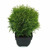 Lauko augalas tuja, Ø 17, 40 cm, lot. Thuja occidentalis Danica
