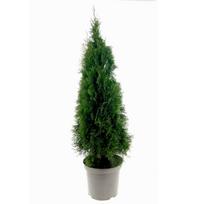 Lauko augalas tuja, auginta vazone, Ø 21, 80 - 100 cm, lot. Thuja Smaragd