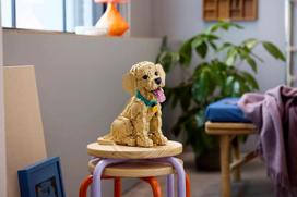 auksaspalvio retriveris - Lego Icons Golden Retriever šuniukas 11384 - 4 nuotrauka
