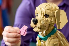 auksaspalvio retriveris - Lego Icons Golden Retriever šuniukas 11384 - 8 nuotrauka