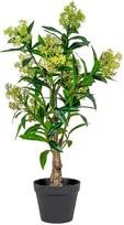 Dirbtinis augalas House Nordic Skimmia Tree, žalia sp., 75 cm