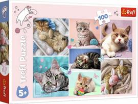 Trefl Cats World, 100 det.