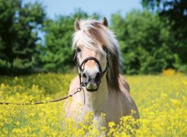 Ravensburger White Horse, 500 det.