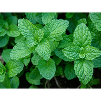 pipirmeciu aliejus - Pipirmėčių eterinis aliejus, 10ml - 2 nuotrauka