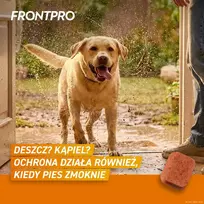 nuo blusu sunims - FRONTPRO tabletės nuo blusų ir erkių šunims (>25-50 kg) - 3x 136mg - 3 nuotrauka