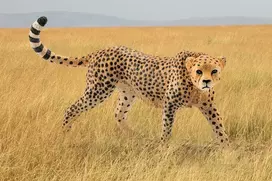 figureles gyvunu - Schleich Cheetah Female 14746 - 2 nuotrauka