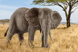 figureles gyvunu - Schleich Female African Elephant 14761 - 2 nuotrauka