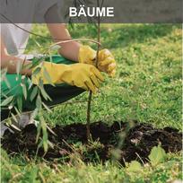 zeme lt - Scheppach EB2000, 1.97HP, D100/150/200mm - 4 nuotrauka