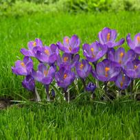 krokai - Didžiažiedžiai krokai "Flower Record" - 1000 vnt. - 2 nuotrauka
