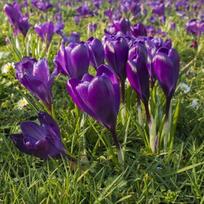 krokai - Didžiažiedžiai krokai "Flower Record" - 1000 vnt. - 3 nuotrauka