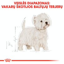 sunu maistas - Royal Canin West Highland White Terrier Adult 3 kg - 5 nuotrauka