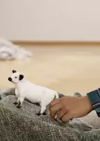karve figurele - Žaislinė figūrėlė Schleich Galloway Cow 13960, balta - 2 nuotrauka