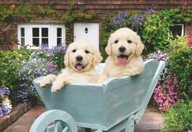 Ravensburger Golden Retriever 12001368, 200 det.