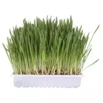 kraiko maiseliai - Katžolė Trixie 4236 Cat Grass, žalia - 3 nuotrauka