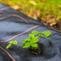 juodas tentas - Agrotekstilė nuo piktžolių Springos AG0033, juoda (Black), 1,6 m x 50 m, 90 g/m² - 2 nuotrauka
