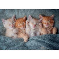 puzzle castorland - Castorland The Sweetest Kittens 1000 det. - 2 nuotrauka