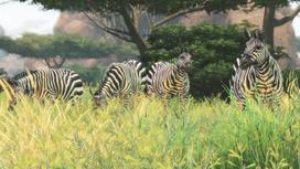 playstation 4 - Cabela's African Adventures PS4 - 6 nuotrauka