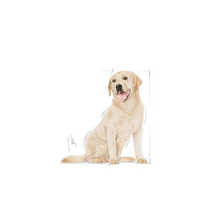 labrador retriever maistas - Sausas šunų maistas Royal Canin, ryžiai, 12 kg - 6 nuotrauka