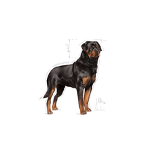 rotveileris - Royal Canin Rottweiler Adult 12 kg - 7 nuotrauka