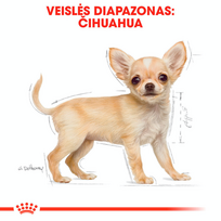 canin royal canin 10 kg - Royal Canin Chihuahua Junior 0,5 kg - 3 nuotrauka