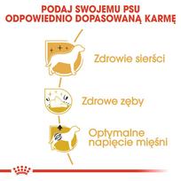 pudelis - Royal Canin Poodle Adult sausas maistas šunims, 1.5 kg - 6 nuotrauka