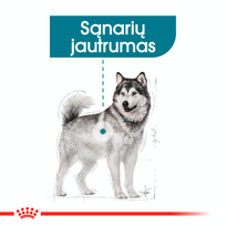 canin royal canin 10 kg - Sausas šunų maistas Royal Canin, 10 kg - 2 nuotrauka