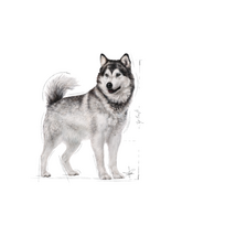 canin royal canin 10 kg - Sausas šunų maistas Royal Canin, 10 kg - 7 nuotrauka