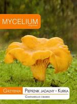Valgomųjų voveraičių grybiena Mycelium