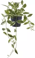 Dirbtinis augalas Hoya Carnosa, žalias (Green), 33 cm, House Nordic