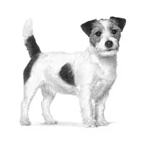royal canin anallergenic - Sausas šunų maistas Royal Canin Anallergenic Small Dog, 3 kg - 2 nuotrauka