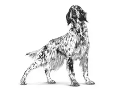 royal canin hypoallergenic - Royal Canin Hypoallergenic 2kg - 6 nuotrauka