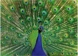 povainis - Ravensburger Peacock, 500 det. - 2 nuotrauka
