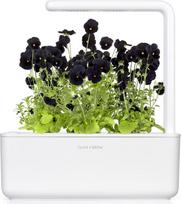 naslaite - Click & Grow Smart Garden refill Black pansy 3pcs - 2 nuotrauka