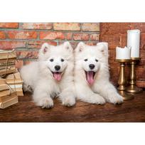 puzzle castorland - Castorland Samoyed Puppies Say Hello 1000 det. - 2 nuotrauka