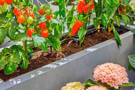 laistymo sistema gardena micro drip - Laistymo sistema Gardena Micro-Drip-System terasos rinkinys 13400-20 (iki 30 augalų) - 2 nuotrauka
