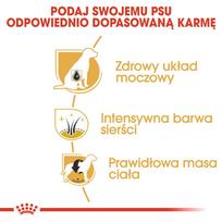 suaugosiem - Pašarai Royal Canin Miniature Schnauzer Suaugęs 3 Kg - 4 nuotrauka