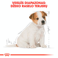 sunu maistas 10 kg - Royal Canin Jack Russell Terrier Junior 3 kg - 3 nuotrauka