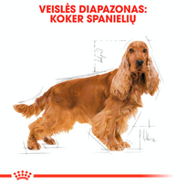 royal canin sunu 12kg - Royal Canin Cocker Adult 12 kg - 4 nuotrauka