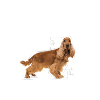 royal canin sunu 12kg - Royal Canin Cocker Adult 12 kg - 7 nuotrauka