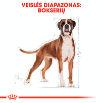 royal canin sunu 12kg - Royal Canin Boxer Adult 12 kg - 6 nuotrauka