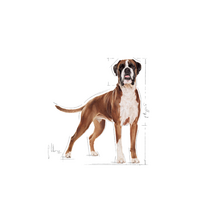 royal canin sunu 12kg - Royal Canin Boxer Adult 12 kg - 7 nuotrauka