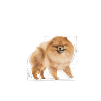 spicai - ROYAL CANIN Pomeranian Adult 1.5 kg sausas maistas suaugusių šunų miniatiūriniam špicui - 7 nuotrauka